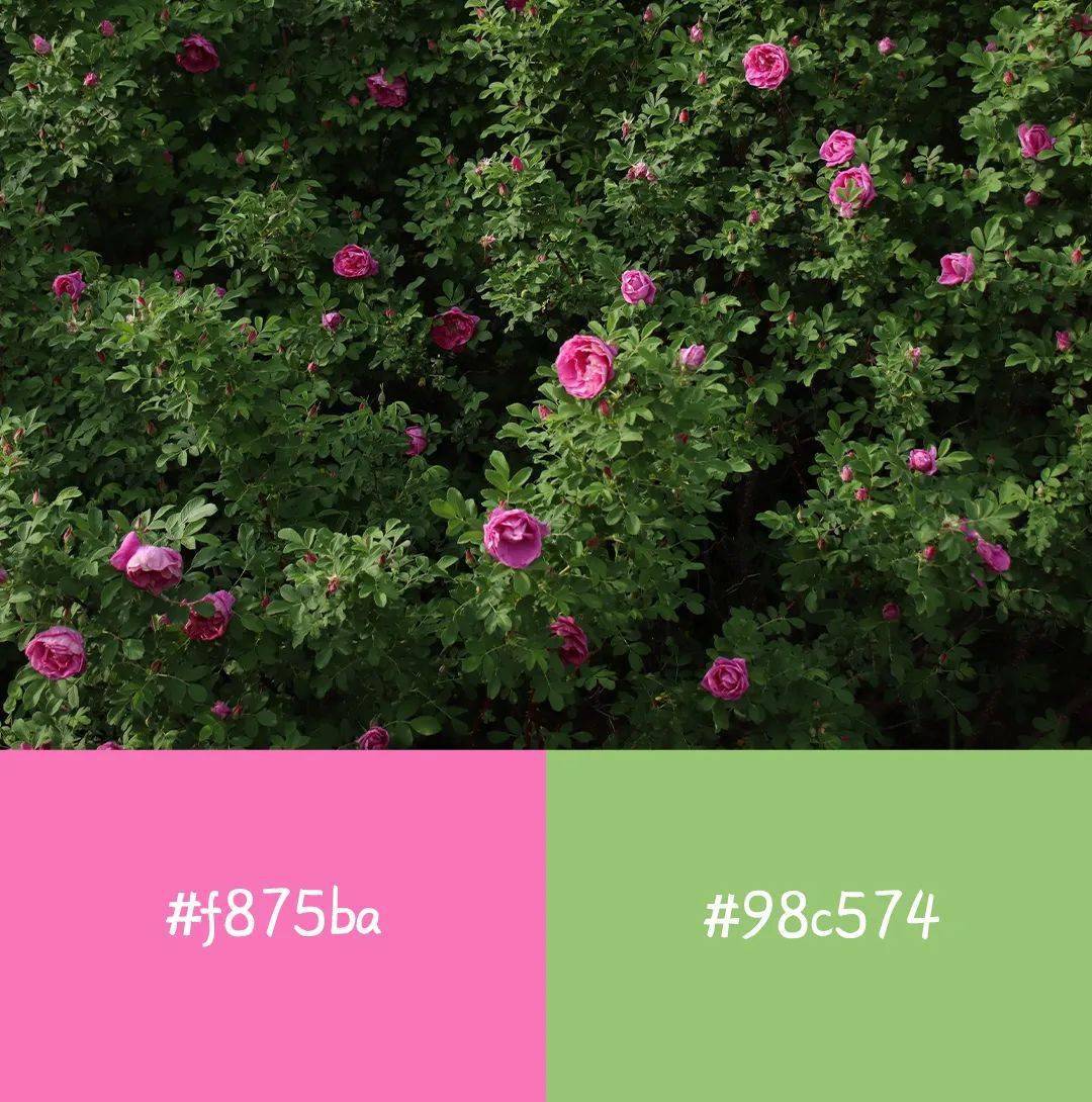 来看新鲜出炉的北化色卡