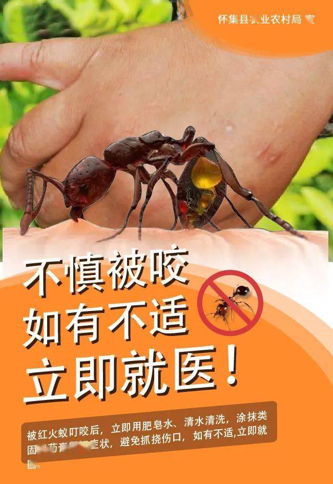 红火蚁危害不可小觑这些知识要了解