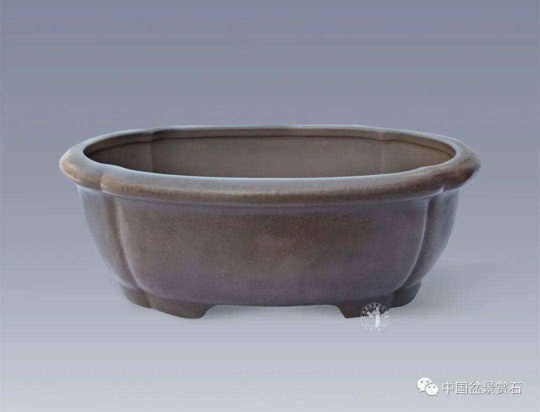 水明盆为何深受盆景界青睐不妨看到最后