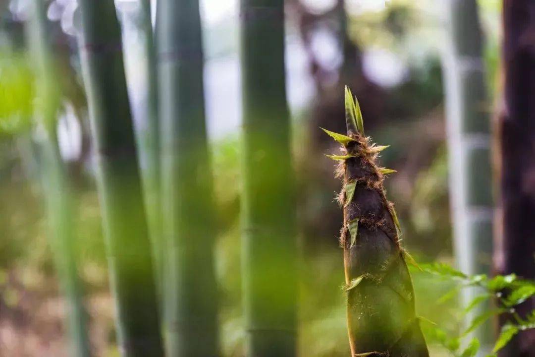 跟着美食游泾县丨嫰软香鲜琴笋味