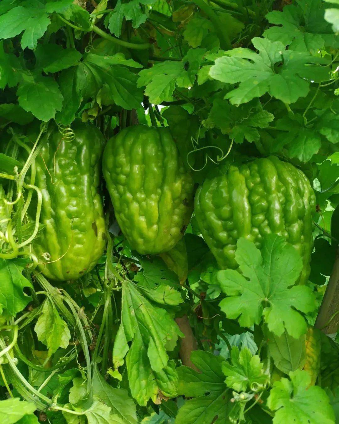 你知道吗江门杜阮有个凉瓜村就在叱石山下