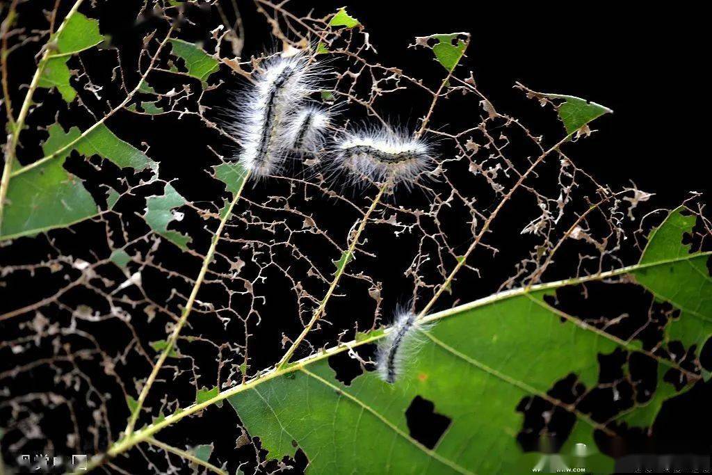 时间地点公布_防治_作业_白蛾