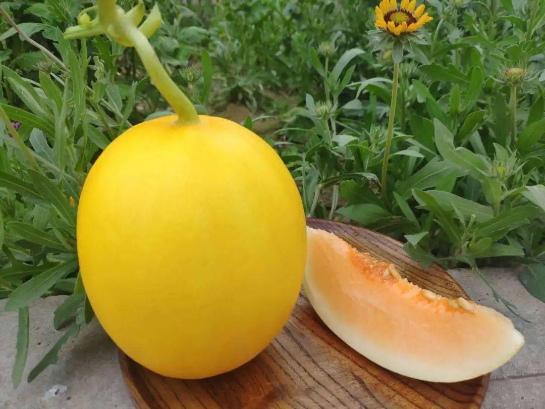 所有东莞人239元一大箱包邮陕西阎良黄金蜜瓜一口爆汁甜到你尖叫