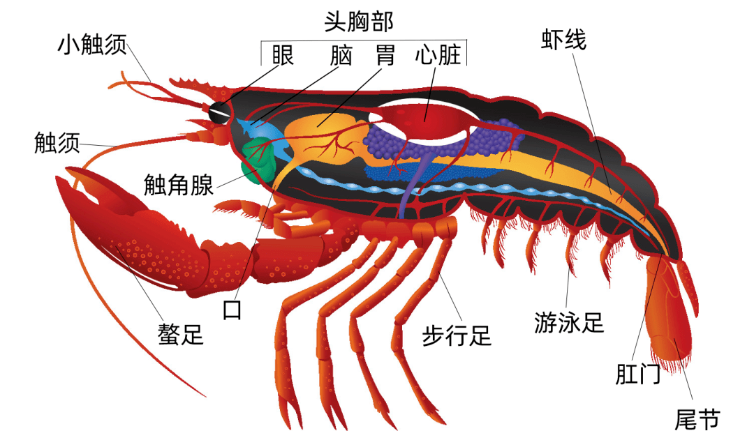 螯虾的解剖图片