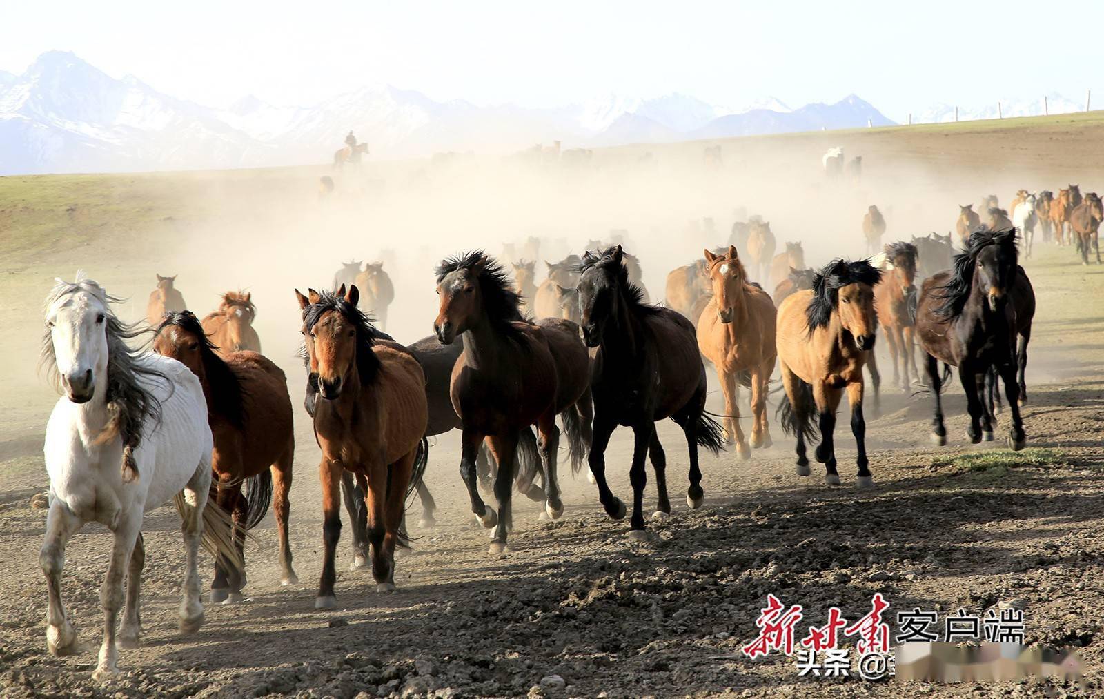 山丹馬場再現萬馬奔騰壯觀場面