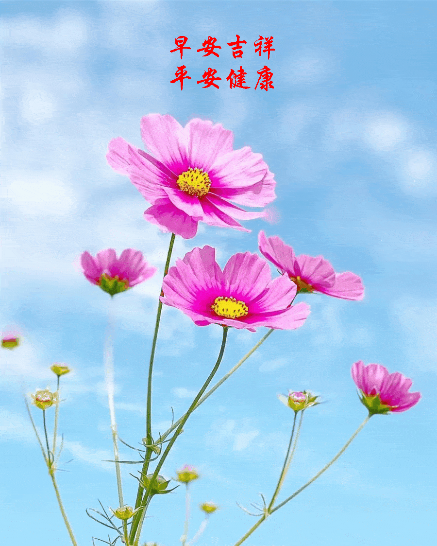 【早安馨语】新的一天,祝朋友们生活愉快!心情舒畅!身体健康!