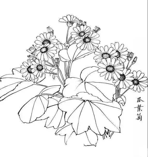 一组白描花卉30图结构简单入门学习极好