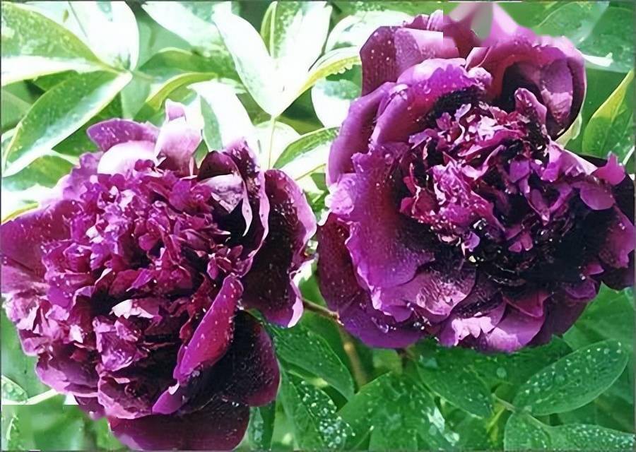 藏枝红紫色和春水绿波墨紫色牡丹欣赏