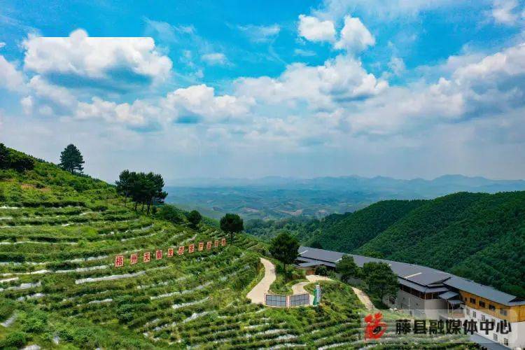 震撼藤县岭景镇鹿伏山茶场航拍