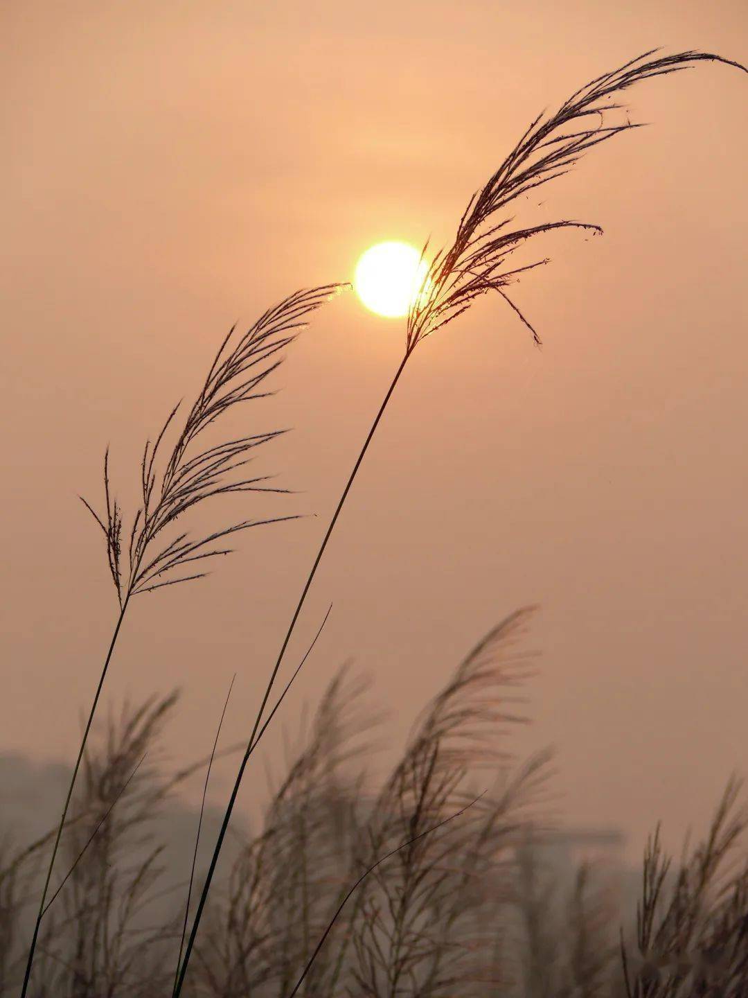 伍齐琴,刘进华的诗_芦苇_诗歌报_心事