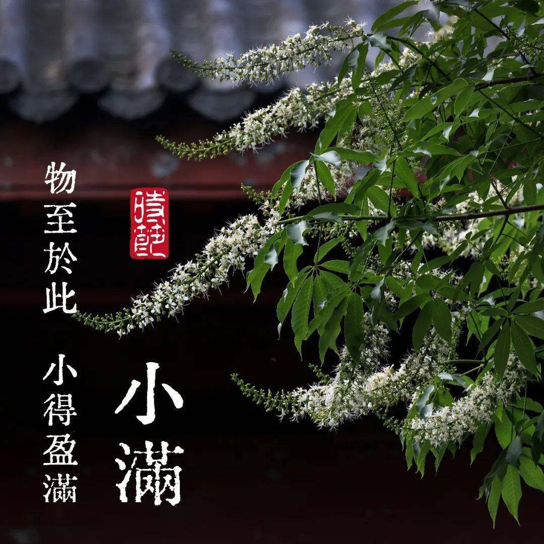 二十四节气小满枇杷黄后杨梅紫正是农家小满天