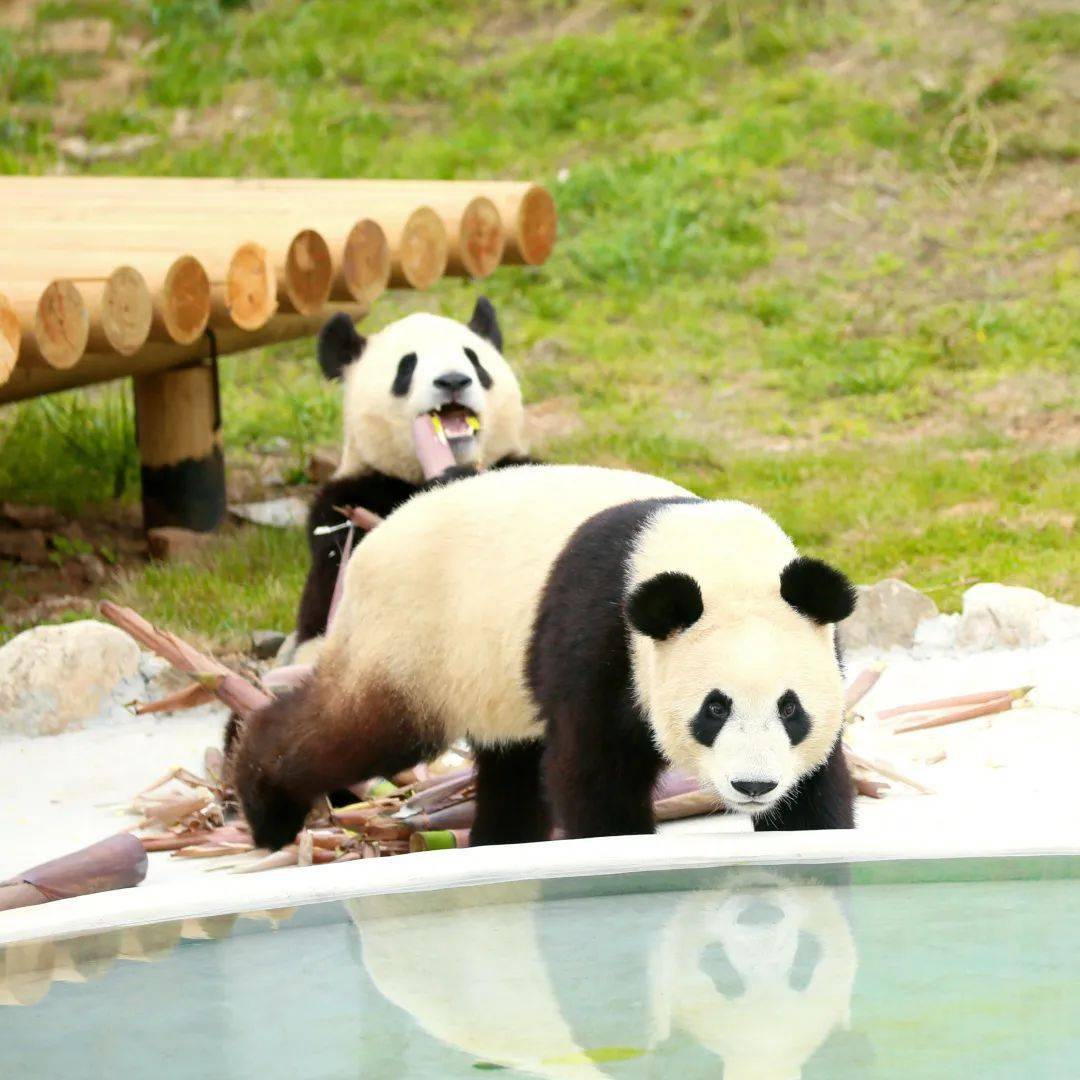 秦岭大熊猫-熊猫专区-陕西省野生动植物保护协会