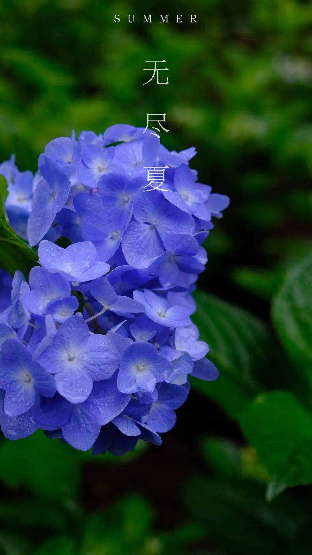 蓝色紫阳花花语图片