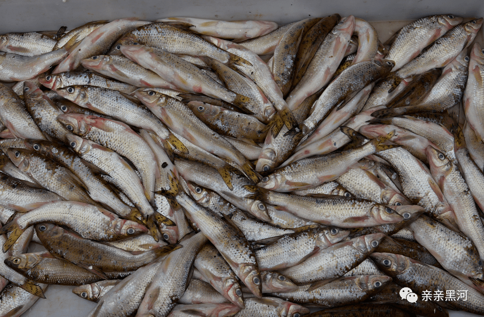 在黑河,逊克,重(发音chóng)重鱼也很珍贵,也叫"重唇",学名"唇47"