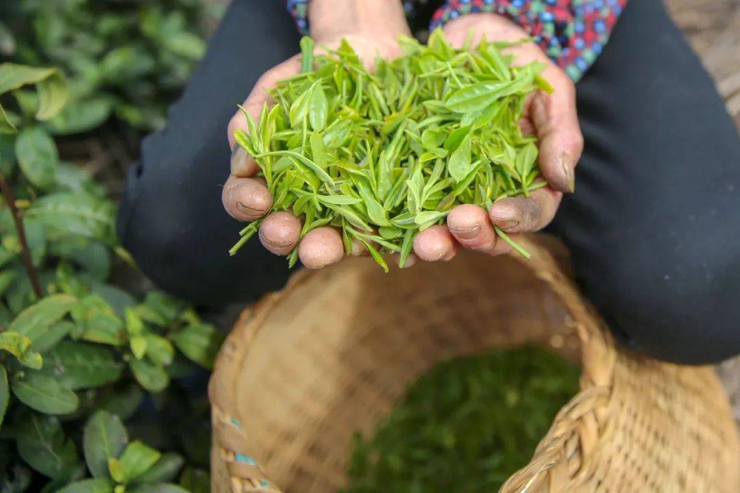 芜湖:将崛起一座"天下茶仓"!_茶叶_交易_集聚