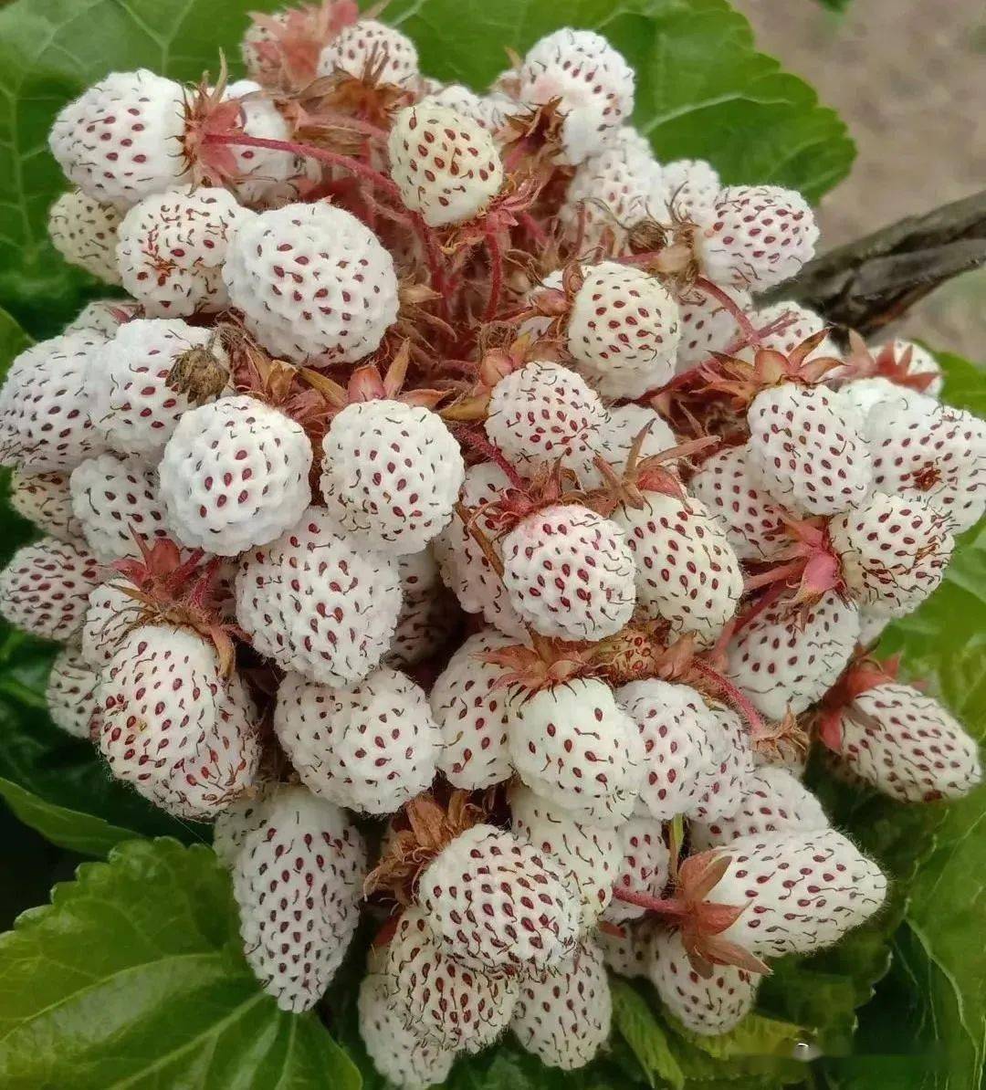 经过阳光雨露的洗礼得益于陇南独特的自然气候瓢子生长在野外果香更浓