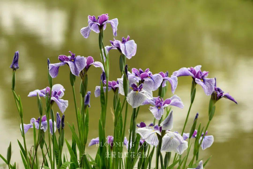 鸢尾花开似蝶来_公园_种植_品种