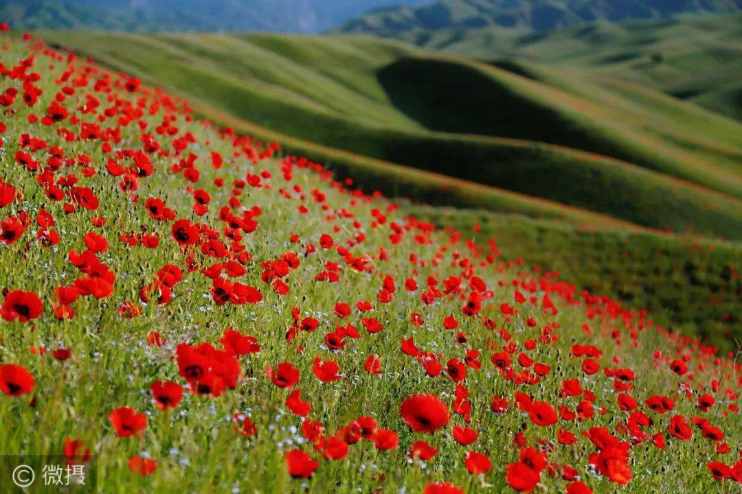 新疆伊犁天山红花盛妆绽放艳压群芳