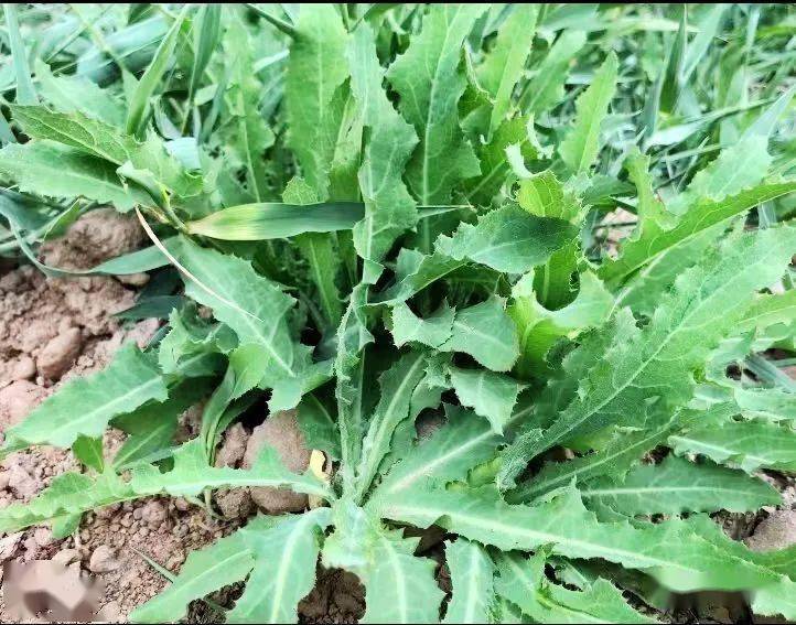 陈志芳:又挖苦苦菜_应妹妹_野菜_父母