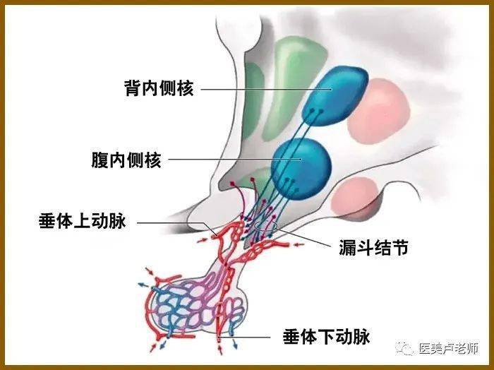 脑膜垂体干动脉走行图图片