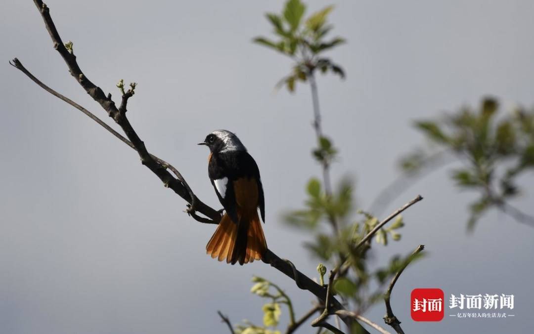 北红尾鸲凤头蜂鹰白头鹎灰胸竹鸡巨窗萤红嘴蓝鹊枯叶蛱蝶翠鸟赤腹松鼠