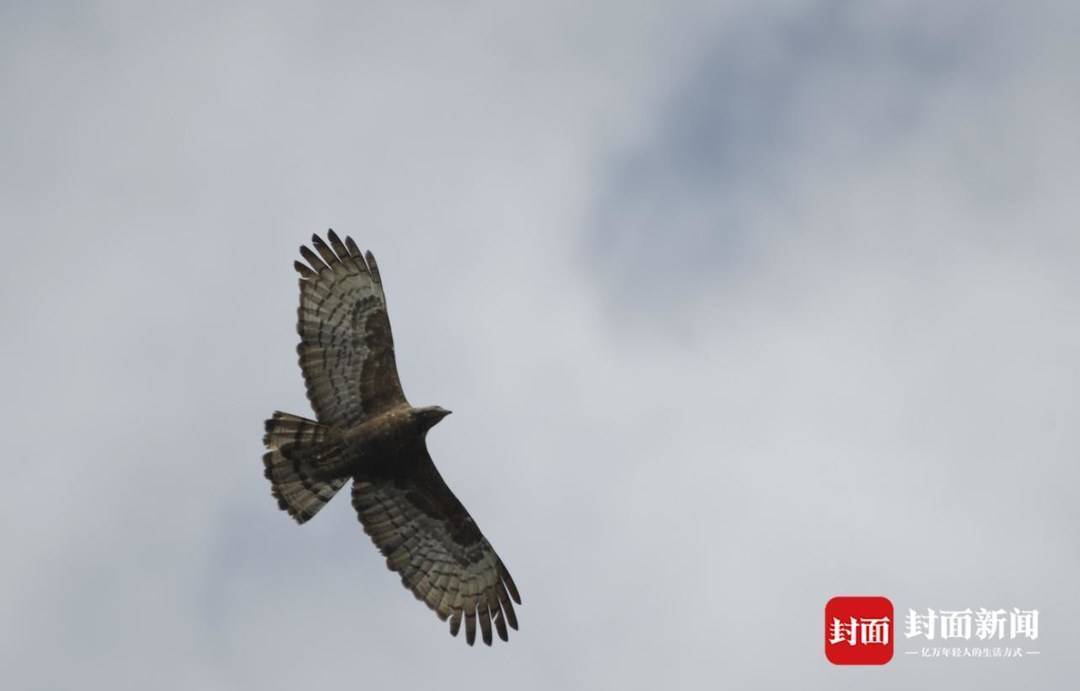 凤头蜂鹰白头鹎灰胸竹鸡巨窗萤红嘴蓝鹊枯叶蛱蝶翠鸟赤腹松鼠彩鹬黑水