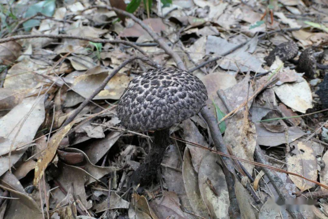 四季黄山 相约夏天【生物多样性看黄山】黄山调查发现大型真菌421