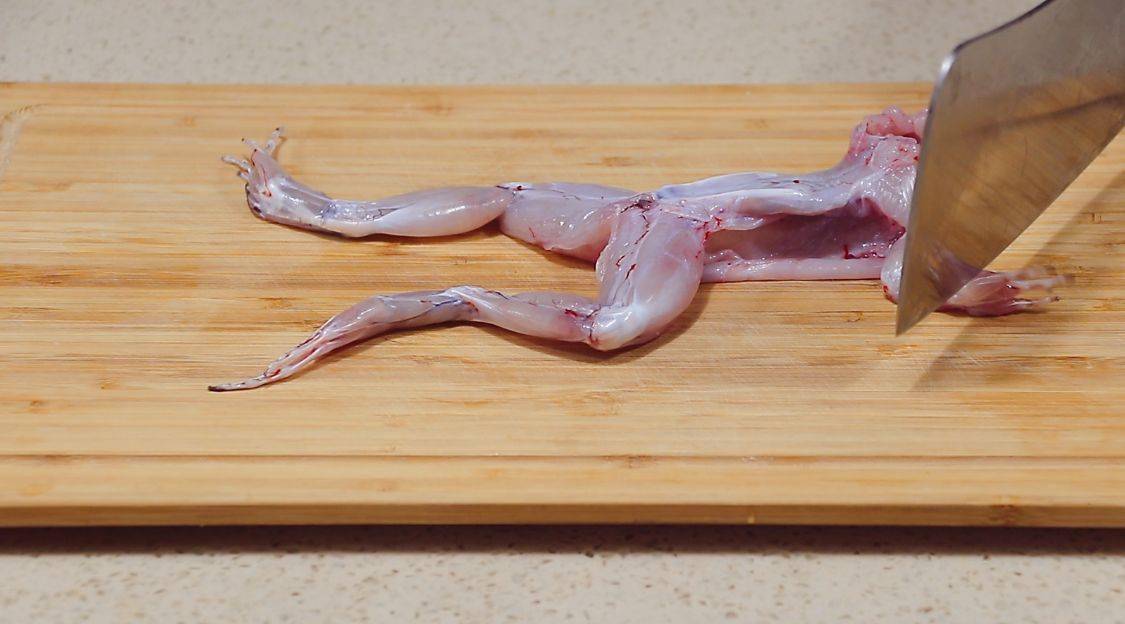 将宰杀好的牛蛙清洗干净,剪去牛蛙的脚趾.