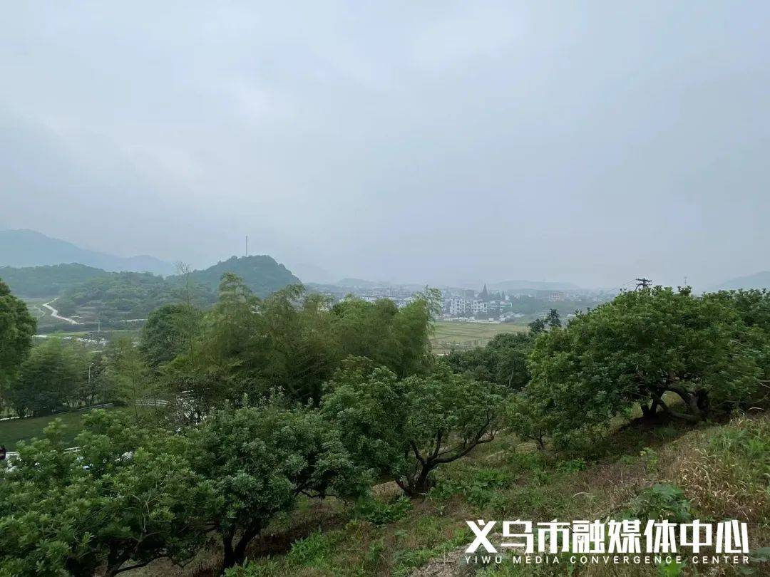 300多亩杨梅林,红色教育基地…来解锁义乌这个村的"共富密码"