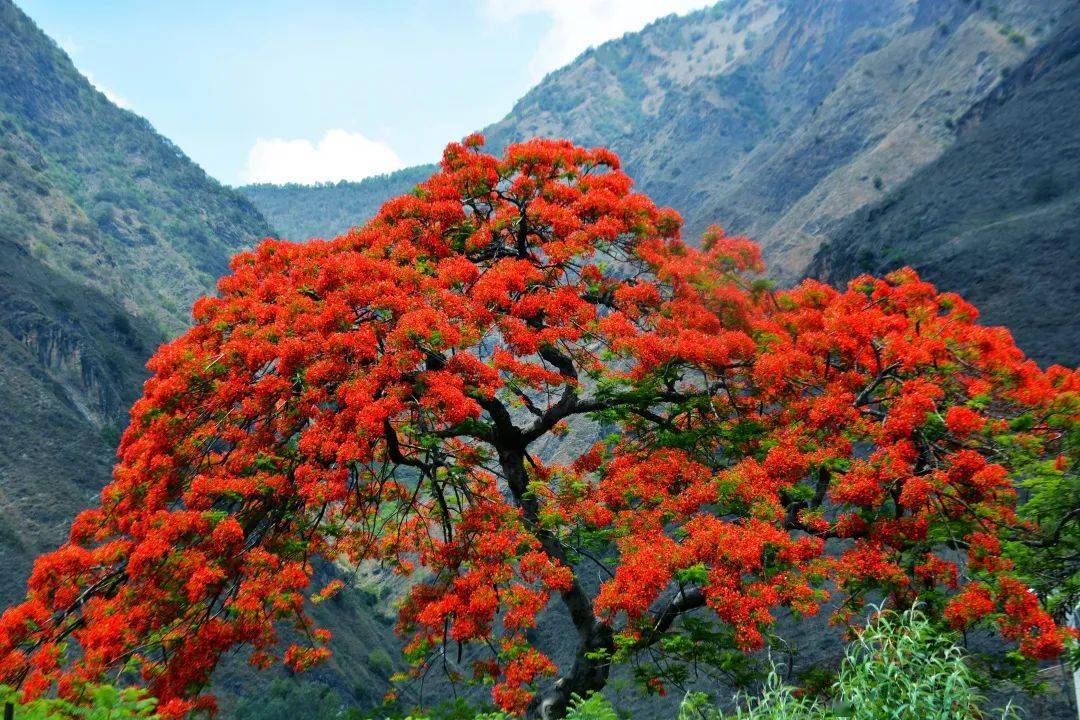 绿汁凤凰花开季:倾心向往 满腹深情_易门县_小镇_发展