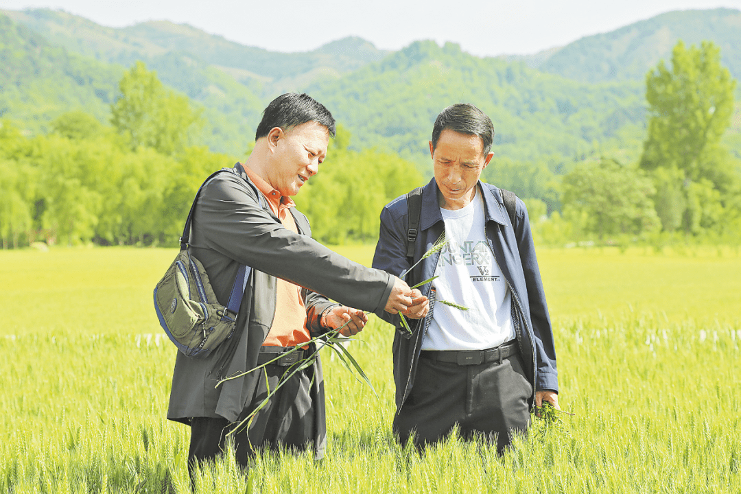 永坪村小麦飘香丰收在望