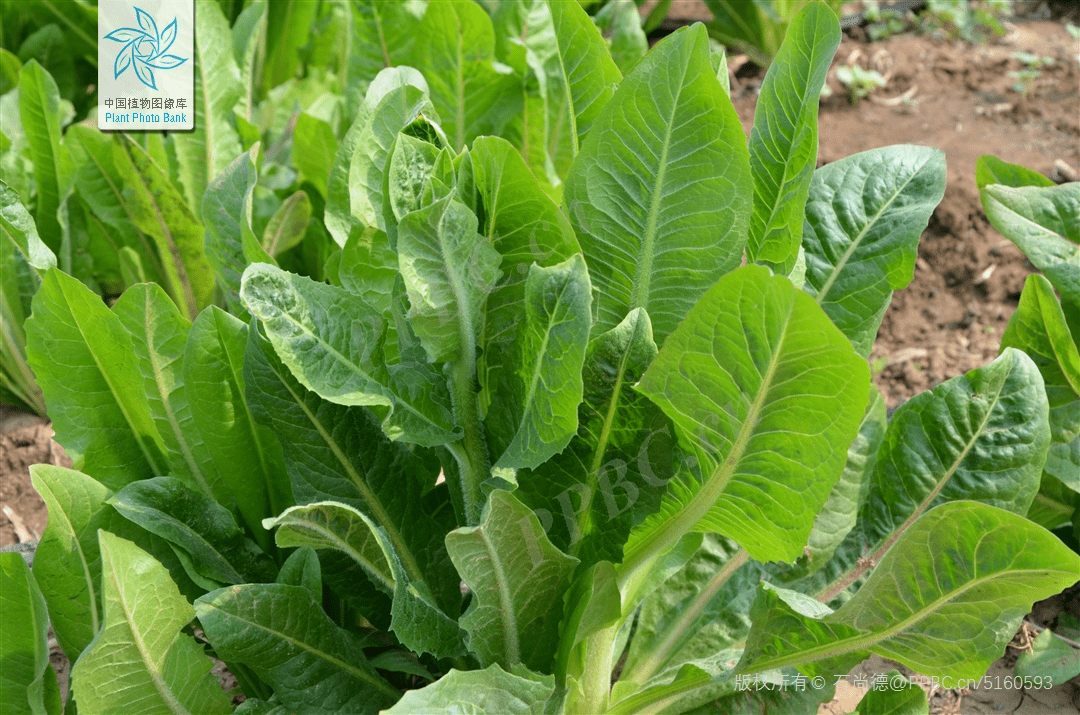 菘蓝的花(图片来源:中国植物图像库)菘蓝( isatis tinctoria linnaeus