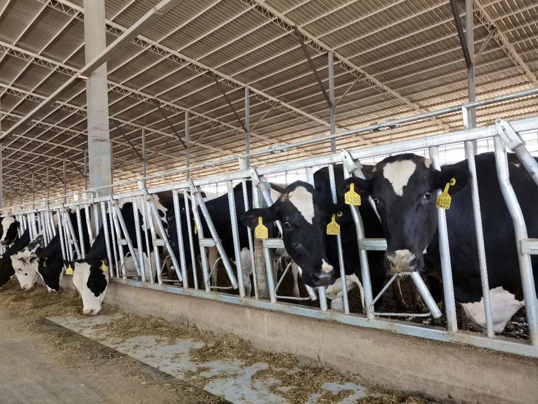 贤说,目前,公司存栏奶牛6550头,日产鲜奶92吨,已建设完工双排卧床牛棚