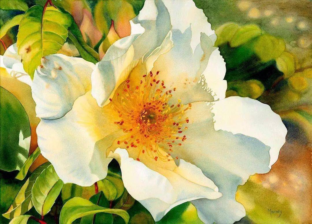 花卉光影效果的极致表达,加拿大女画家marney ward笔下的鲜花世界