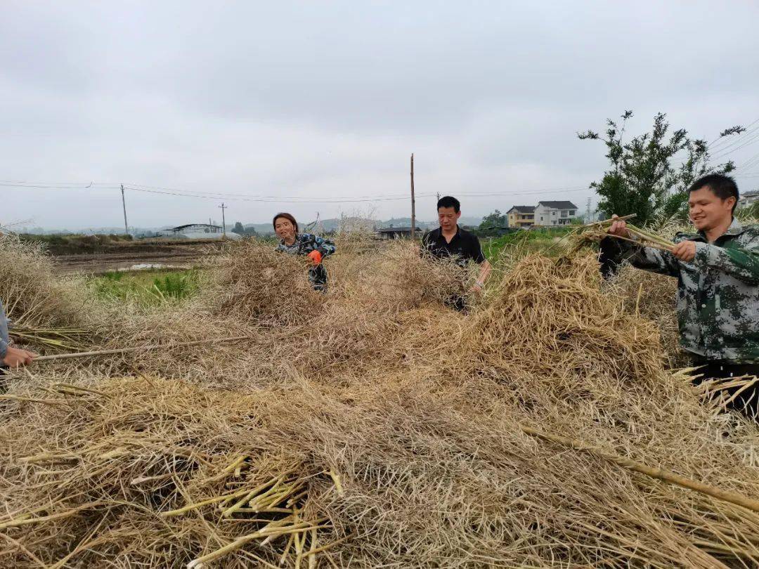 舊州鎮8000畝油菜籽夏收完成