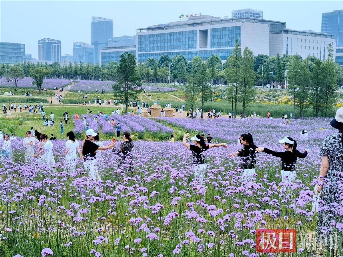 210亩紫色花海盛放，快到光谷追花去！