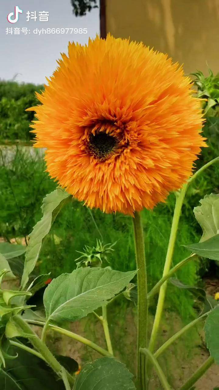 玩具熊向日葵个子不高就开花毛茸茸,想想就好玩.