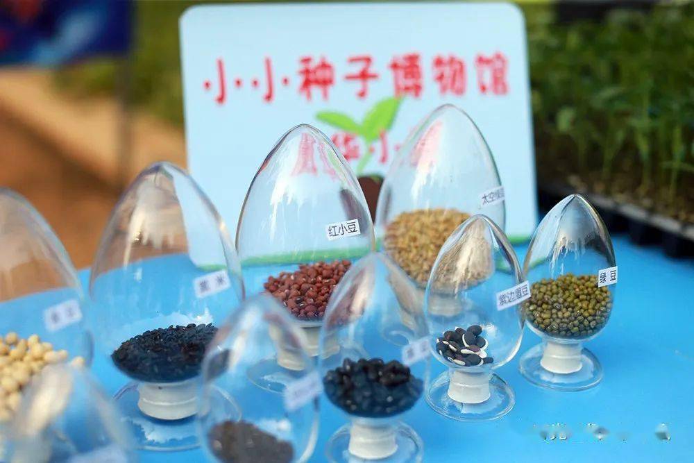 世纪凤华小学:一粒种子的太空旅行