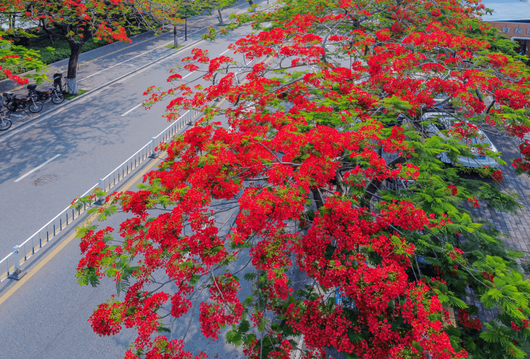 江门,凤凰花开!_伟宗_发展大道_蓬江区