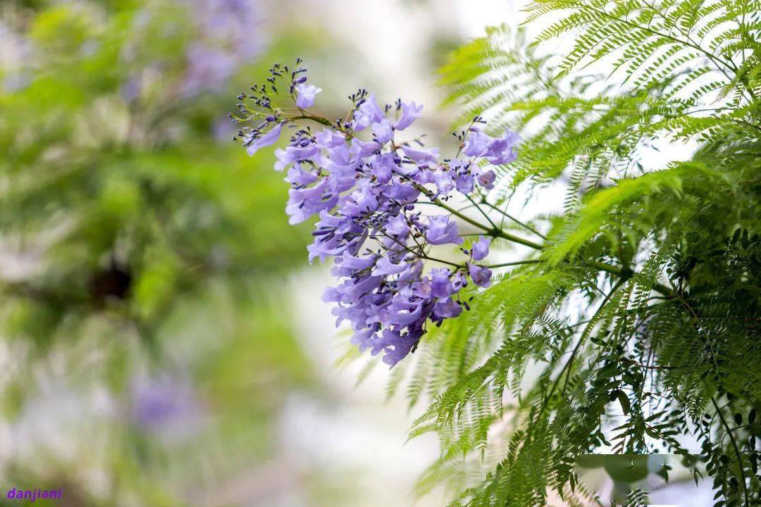 蓝楹花紫愿与你花开初夏