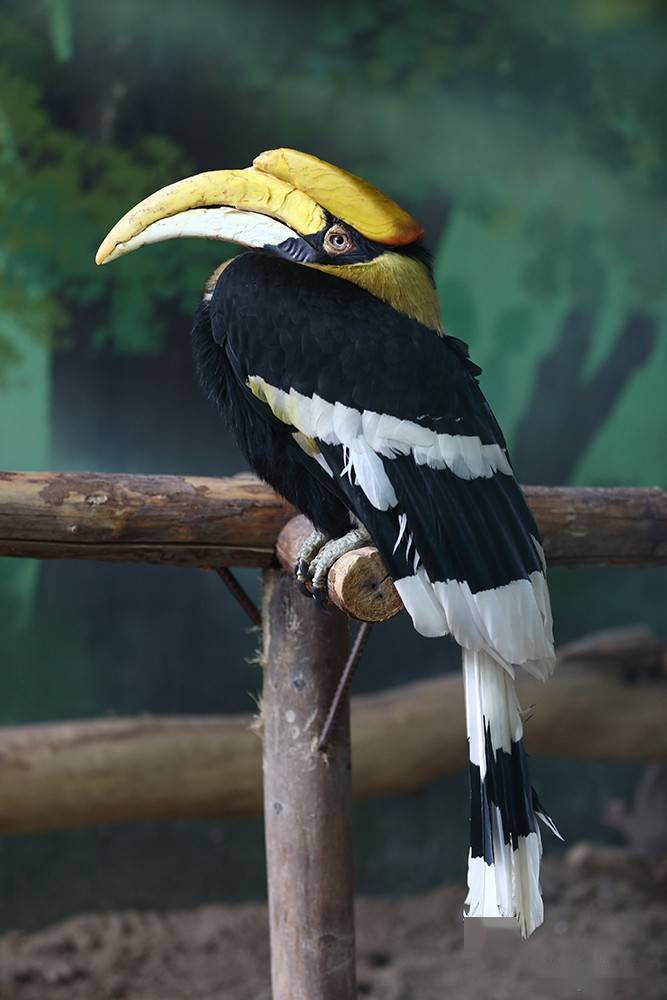 头上长有双角的大鸟_犀鸟_角状_前缘