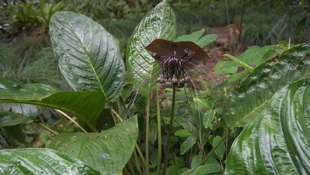 神奇生物在哪裡西雙版納告訴你熱帶雨林裡的黑精靈老虎鬚