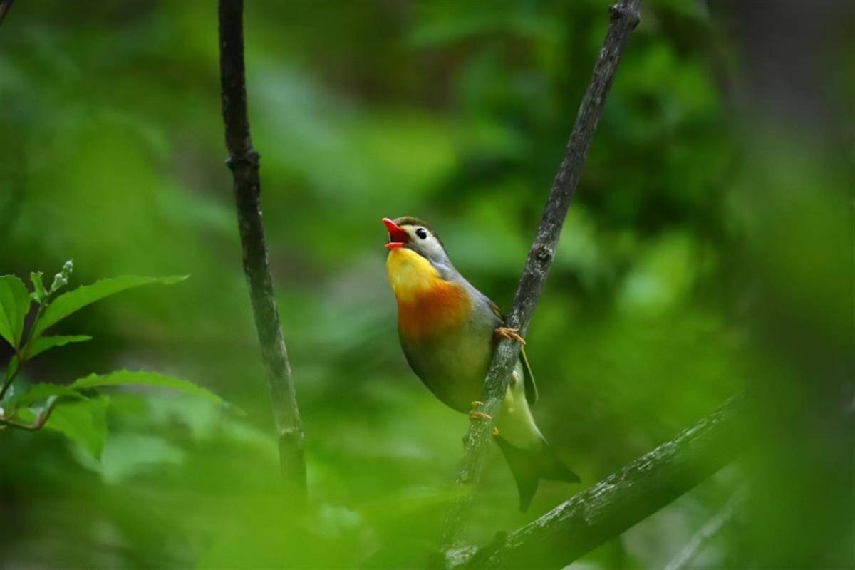 湖北大别山地区首次发现红嘴相思鸟