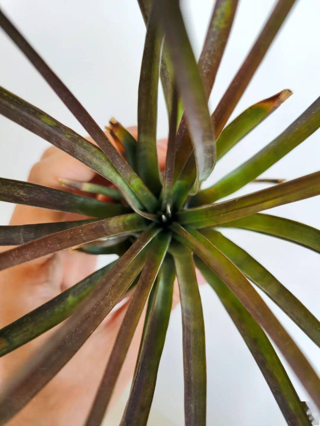 空凤/空气凤梨图鉴——费西古拉塔 (tillandsia fasciculata)_品种
