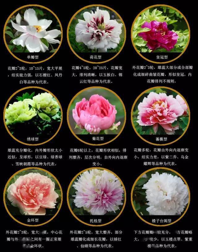 中国十大名花传统的才是最经典的