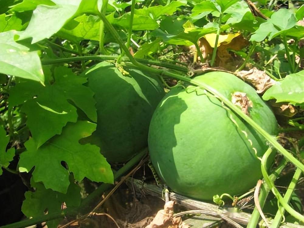 野生天花粉植物图片图片