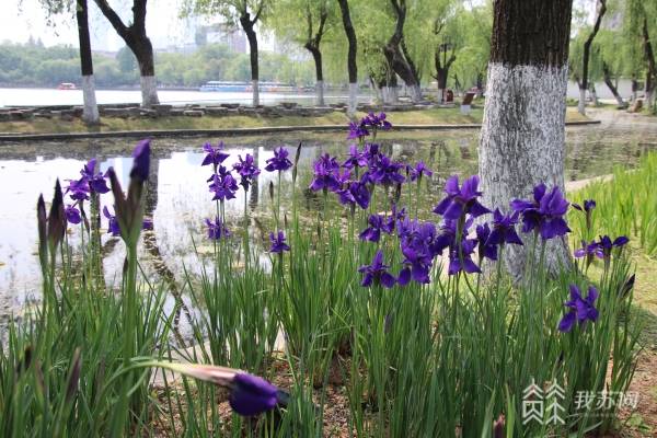 白色鸢尾，花开莫愁，翩翩起舞，清雅而至