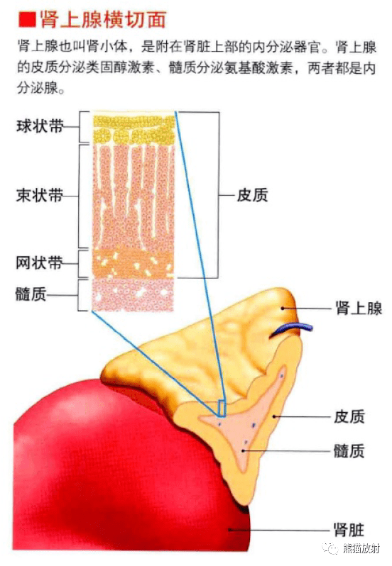 内分泌腺示意图图片