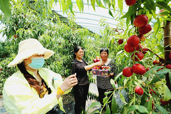 驻马店市驿城区蚁蜂镇：新鲜打卡地 油桃采摘季