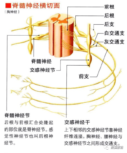 3d解剖丨内分泌系统神经系统